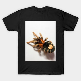 Cyriocosmus Elegans Tarantula T-Shirt